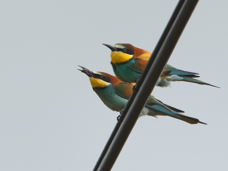 Merops apiater Bijeneter European Bee-eater